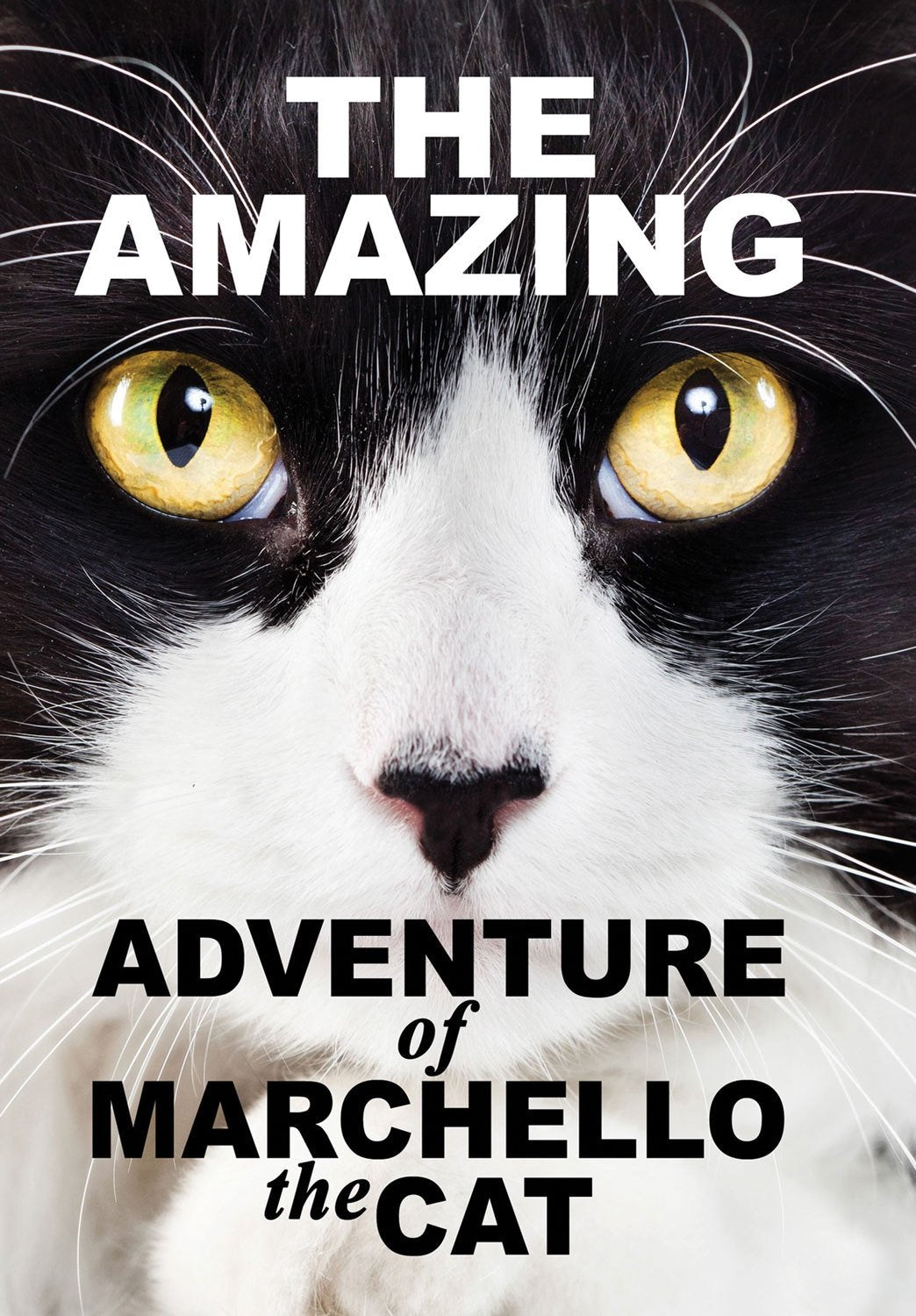 The Amazing Adventure of Marchello the Cat (DVD)