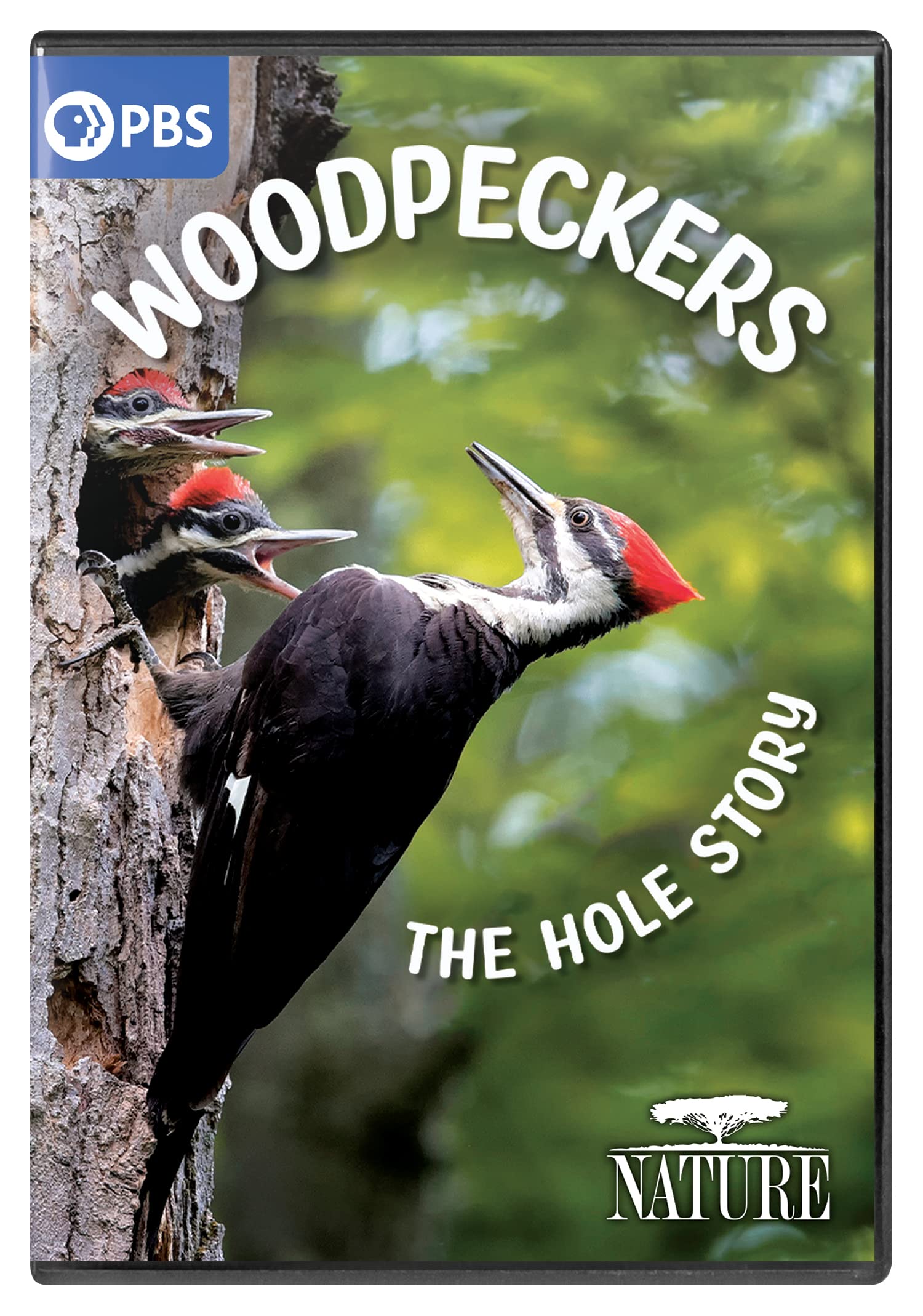 Nature: Woodpeckers - The Hole Story (DVD)