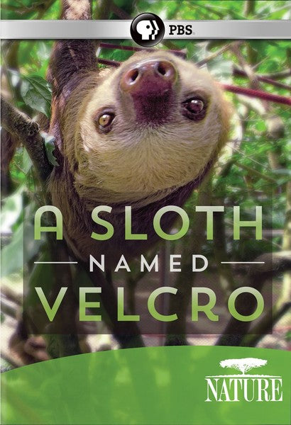 Nature: A Sloth Named Velcro (DVD)
